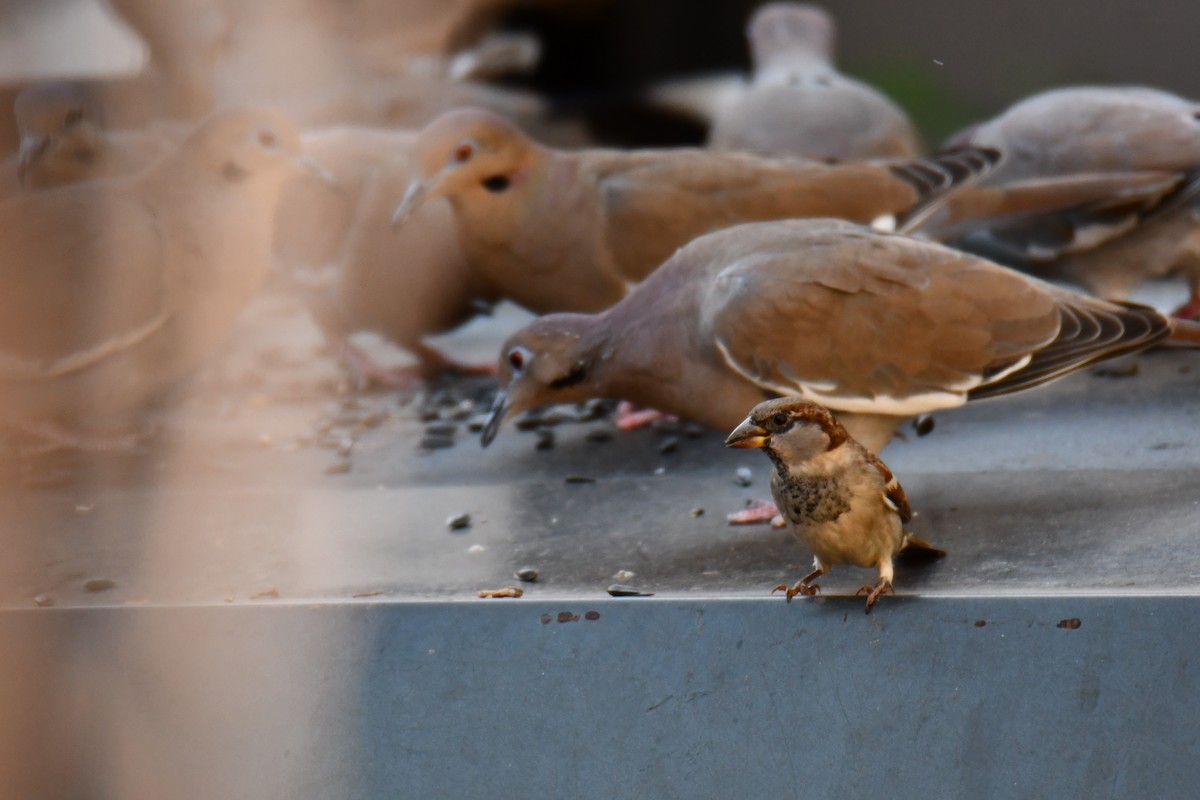White-winged Dove - ML645317796