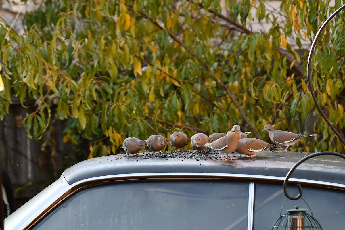 White-winged Dove - ML645317797