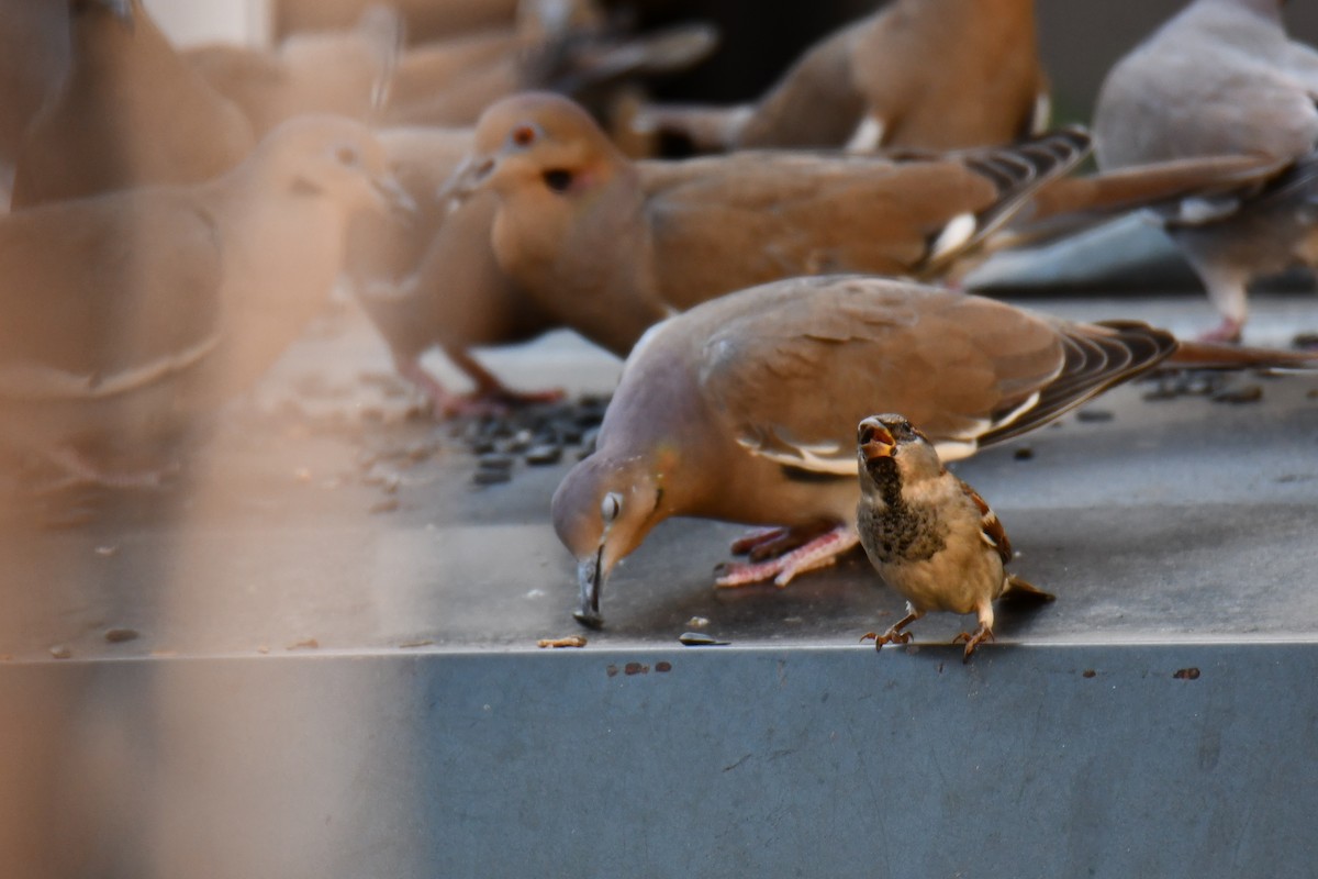 White-winged Dove - ML645317798
