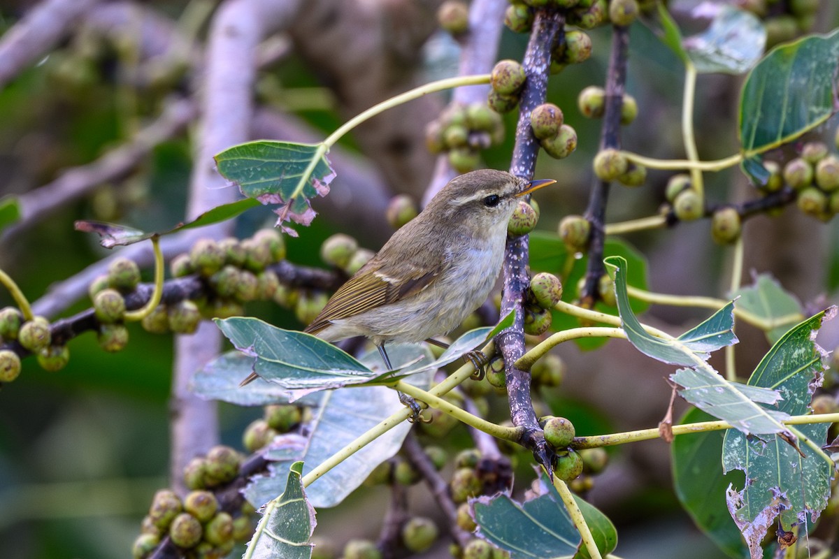 Greenish Warbler - ML645317799