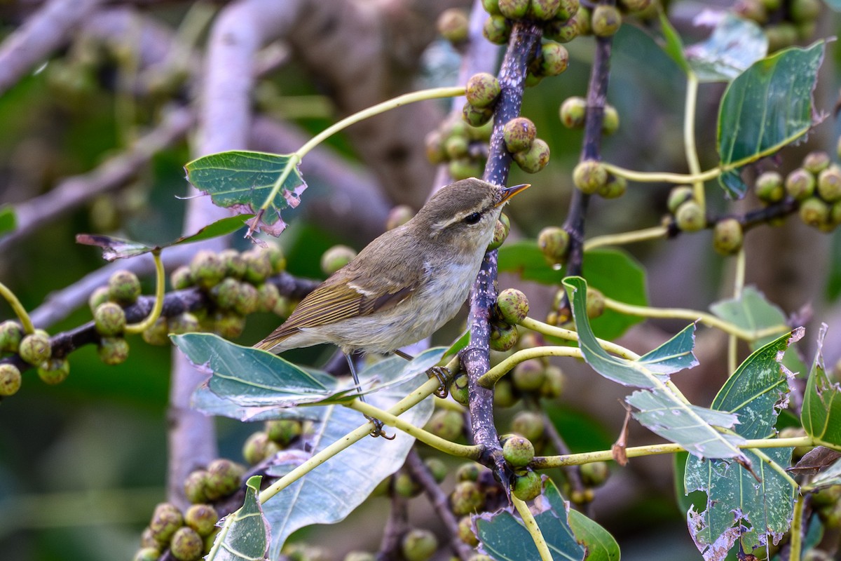 Greenish Warbler - ML645317800