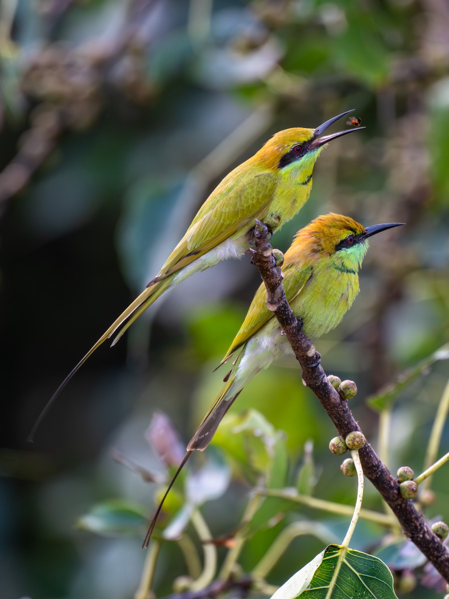 Asian Green Bee-eater - ML645317805