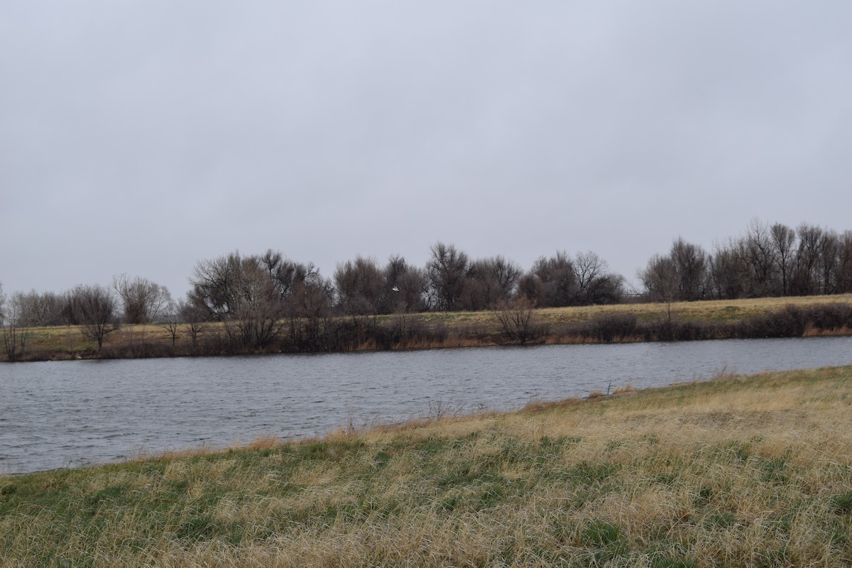 Мартиновий sp. - ML645317807