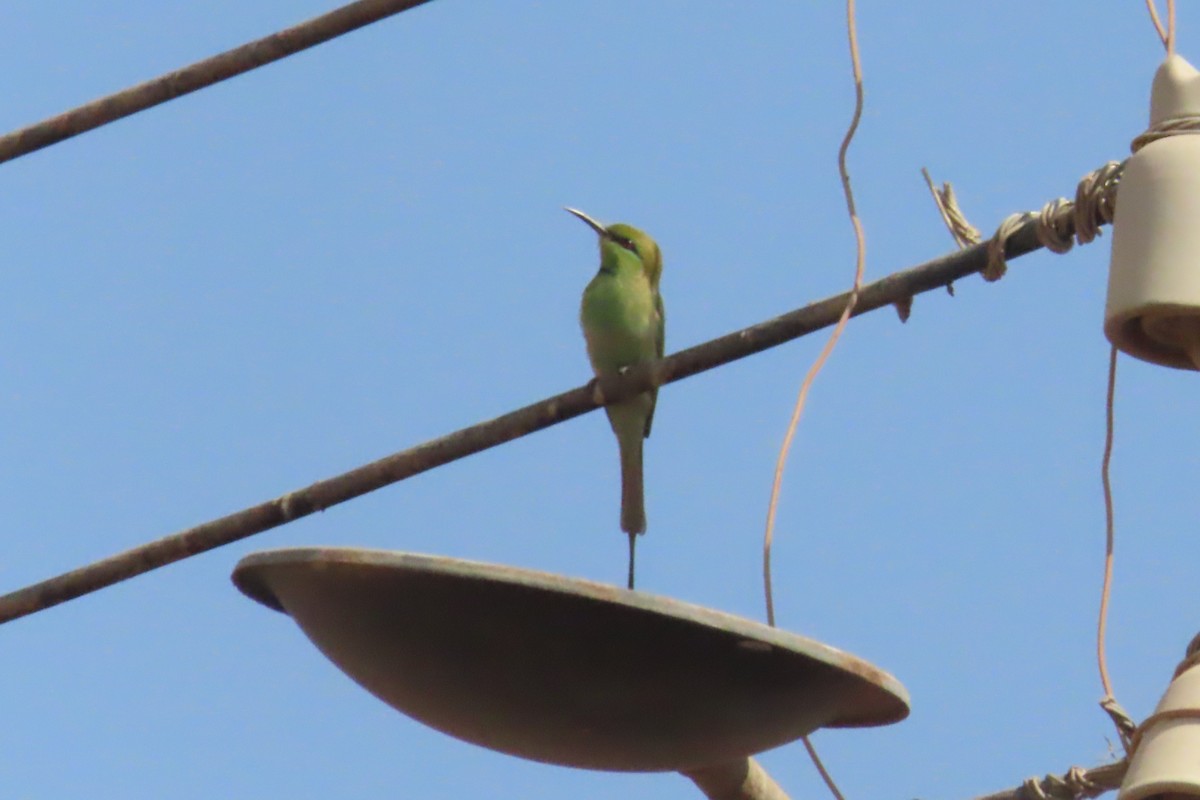 African Green Bee-eater - ML645317808