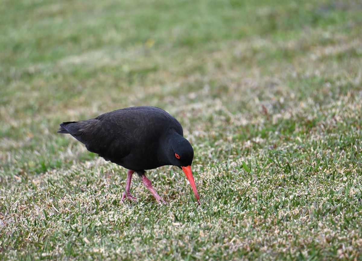 Sooty Oystercatcher - ML645317830