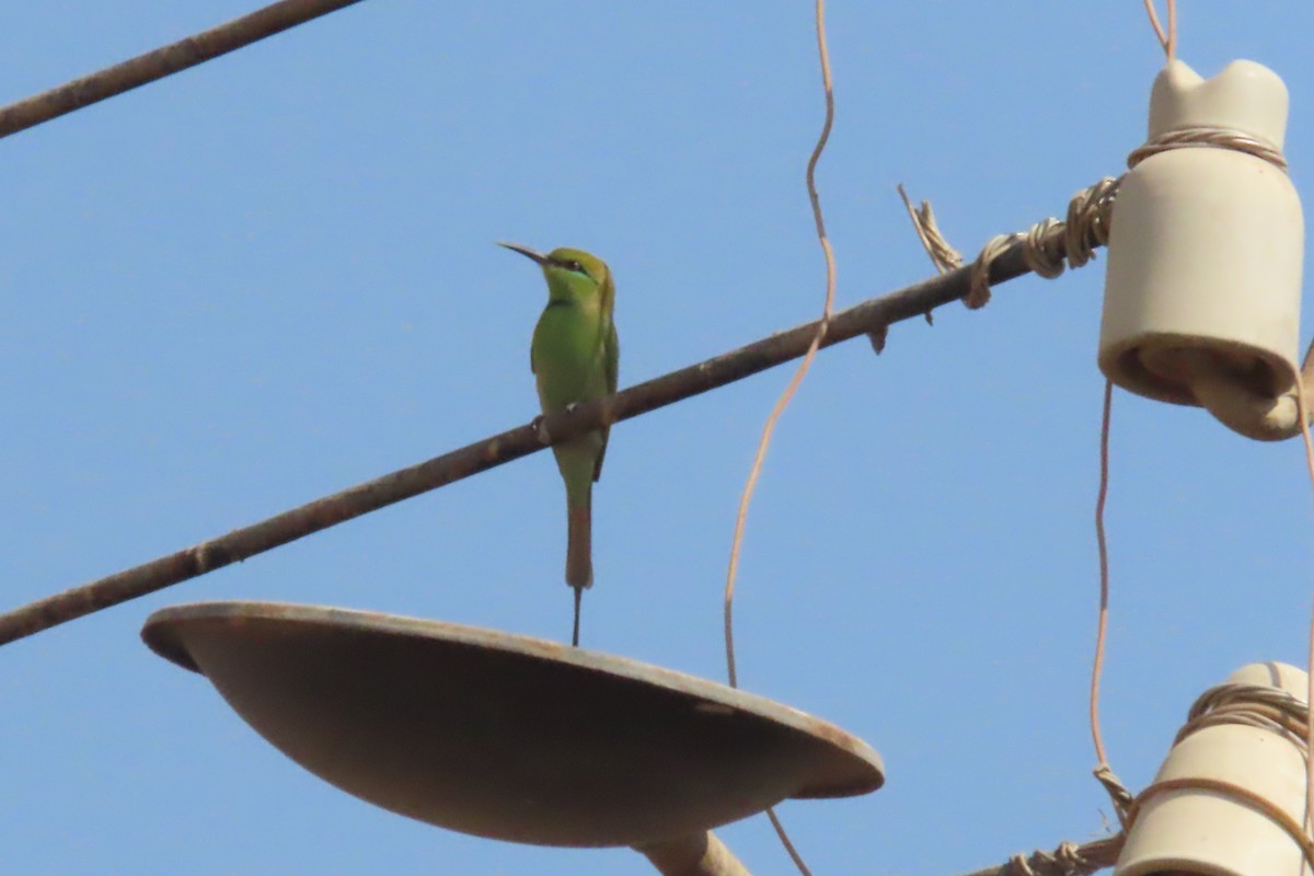 African Green Bee-eater - ML645317831