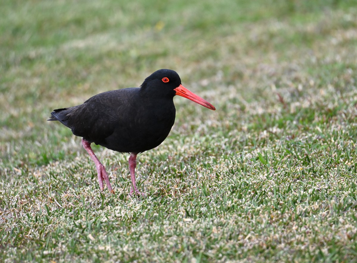 Sooty Oystercatcher - ML645317832
