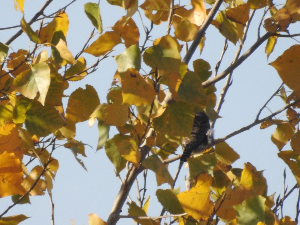 Collared Owlet - ML645317858