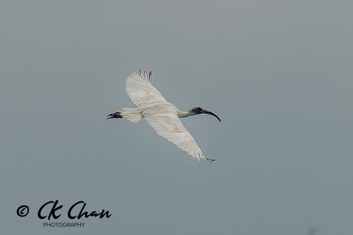 ibis černohlavý - ML645317859