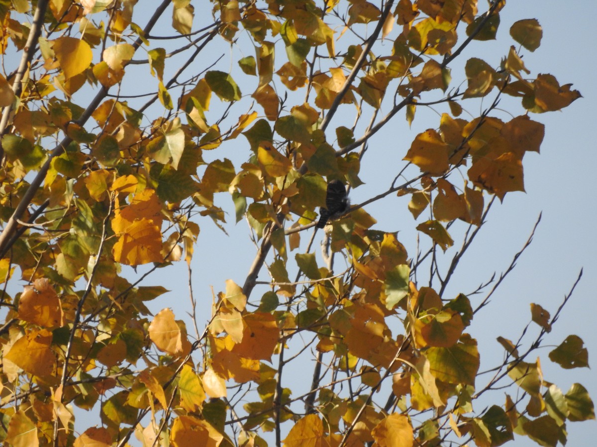 Collared Owlet - ML645317860