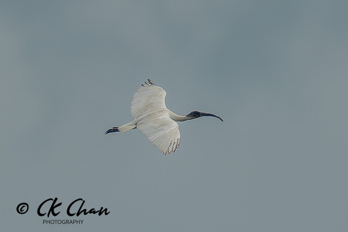 ibis černohlavý - ML645317861