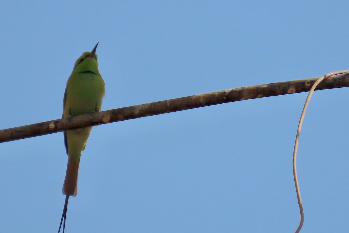 African Green Bee-eater - ML645317867