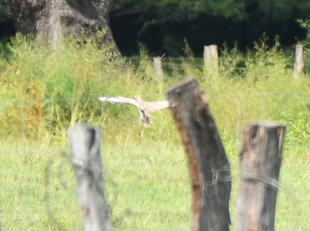 Kaşlı Kocagöz - ML645317870