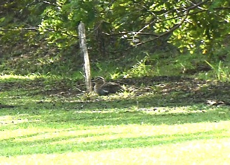 Kaşlı Kocagöz - ML645317871