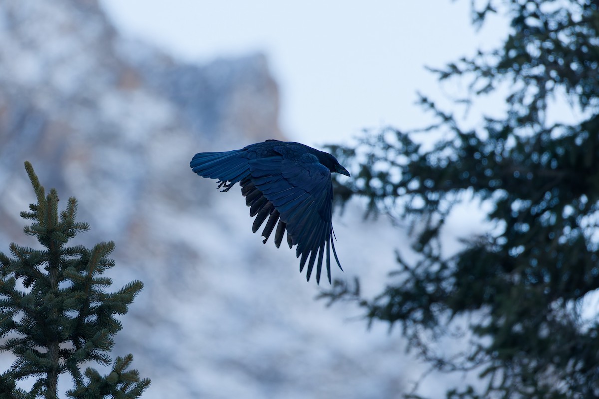 Carrion Crow - ML645317872