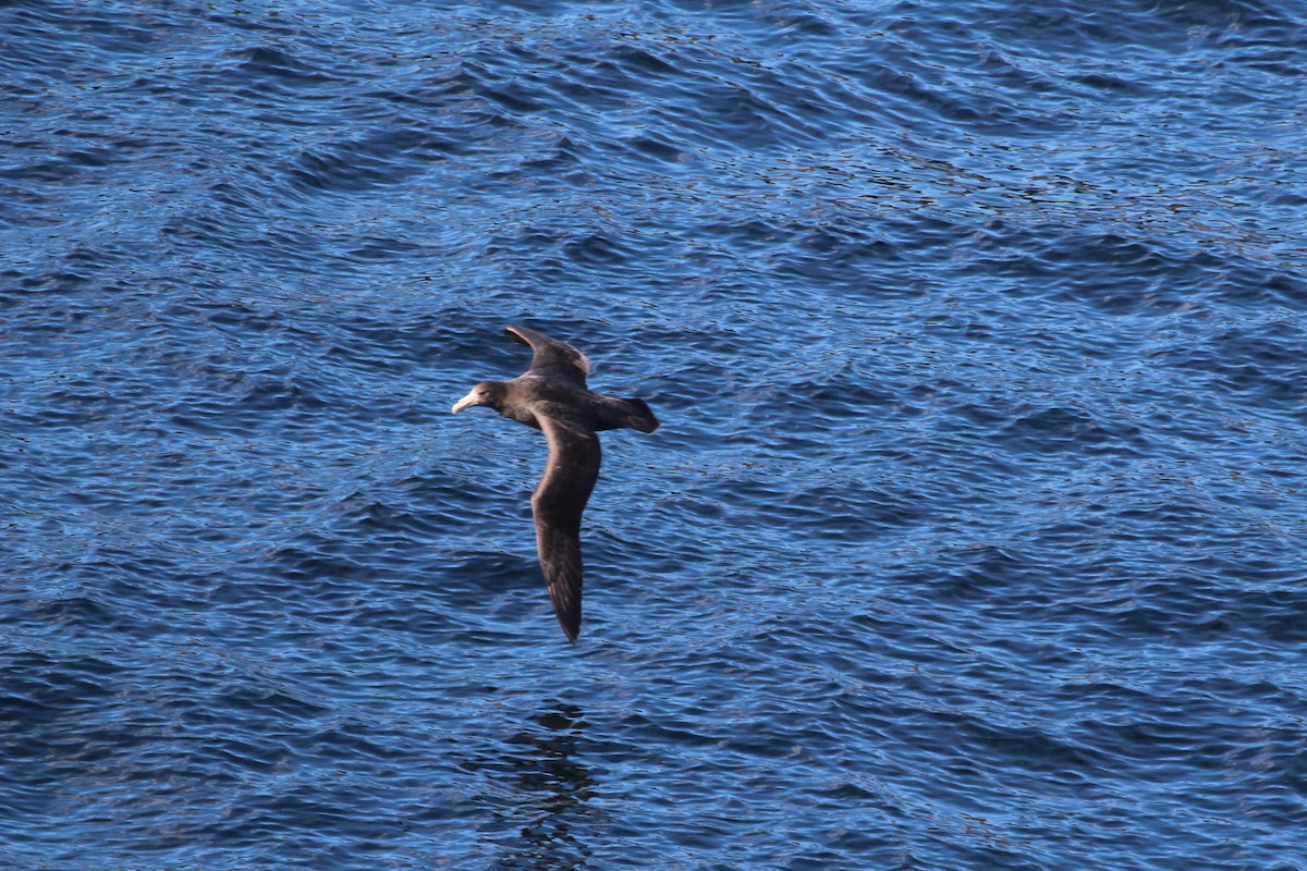סערון-ענק דרומי - ML645317875