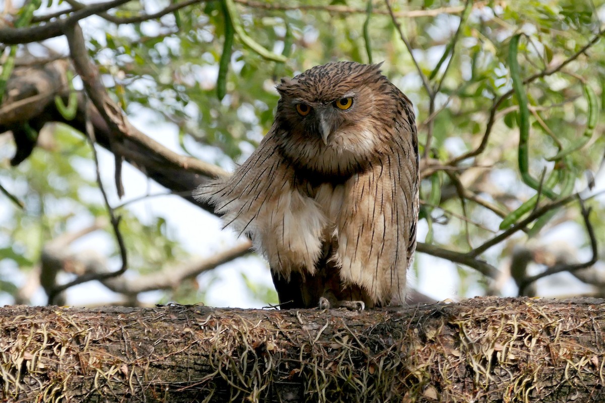 ミナミシマフクロウ - ML645317876