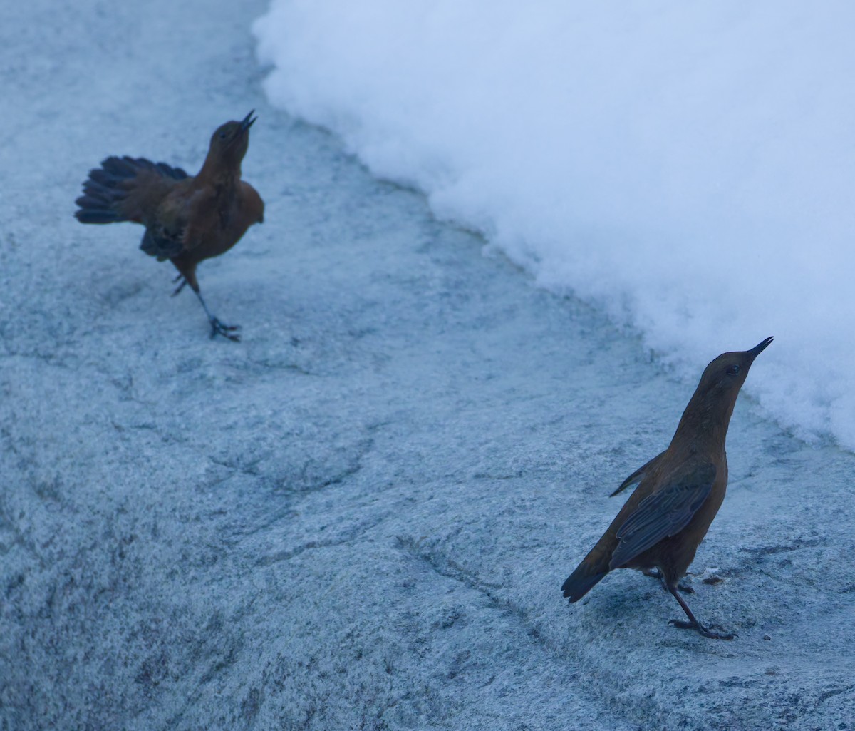 Brown Dipper - ML645317879