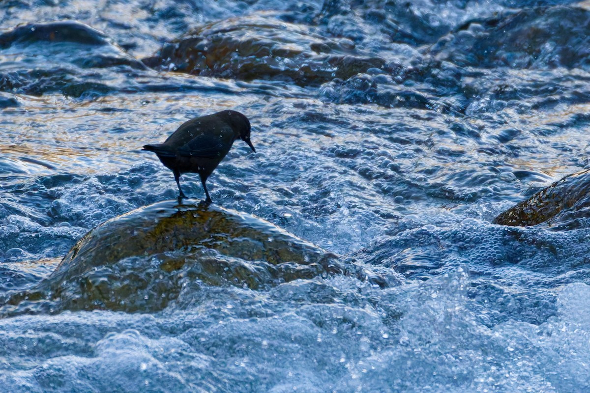 Brown Dipper - ML645317880