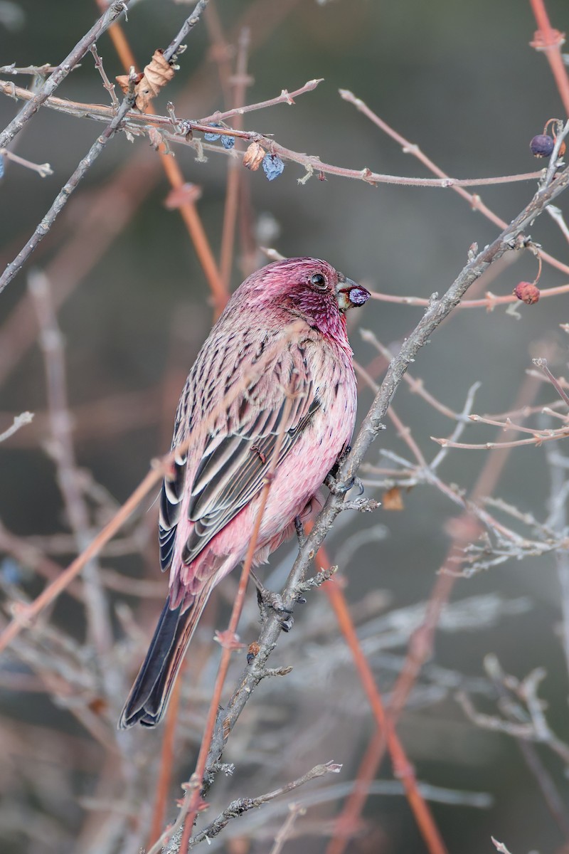 Red-mantled Rosefinch - ML645317889