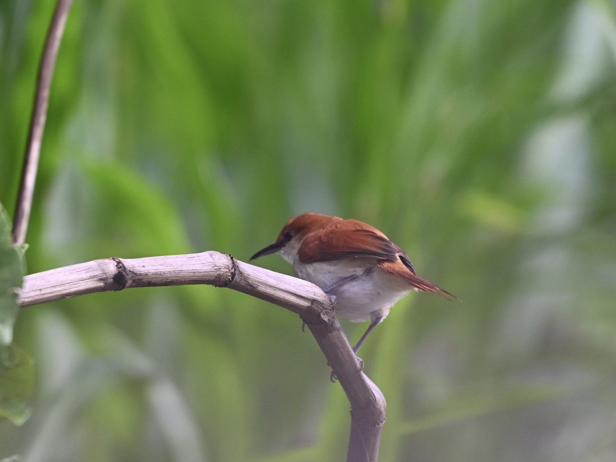 Red-and-white Spinetail - ML645317893