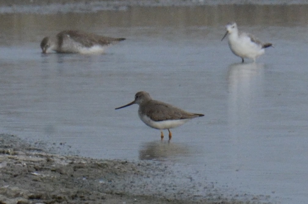 Terek Sandpiper - ML645317894