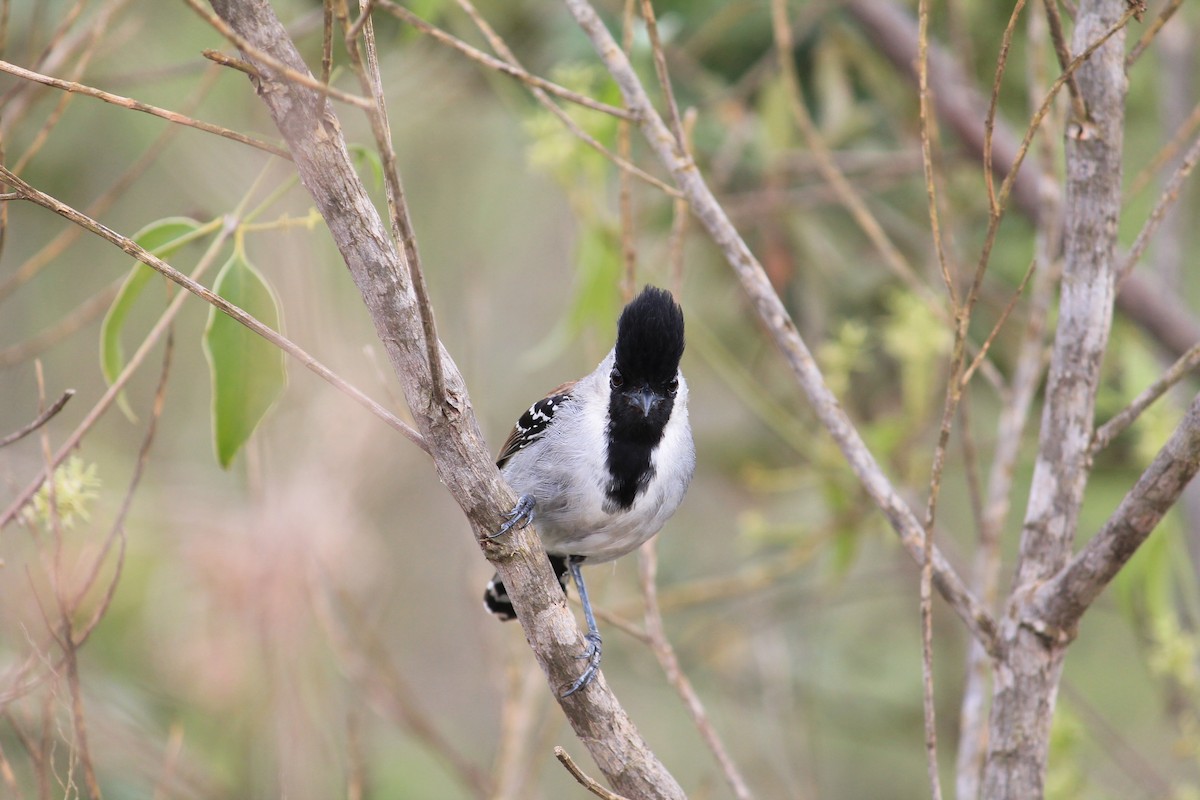 Silvery-cheeked Antshrike - ML645317957