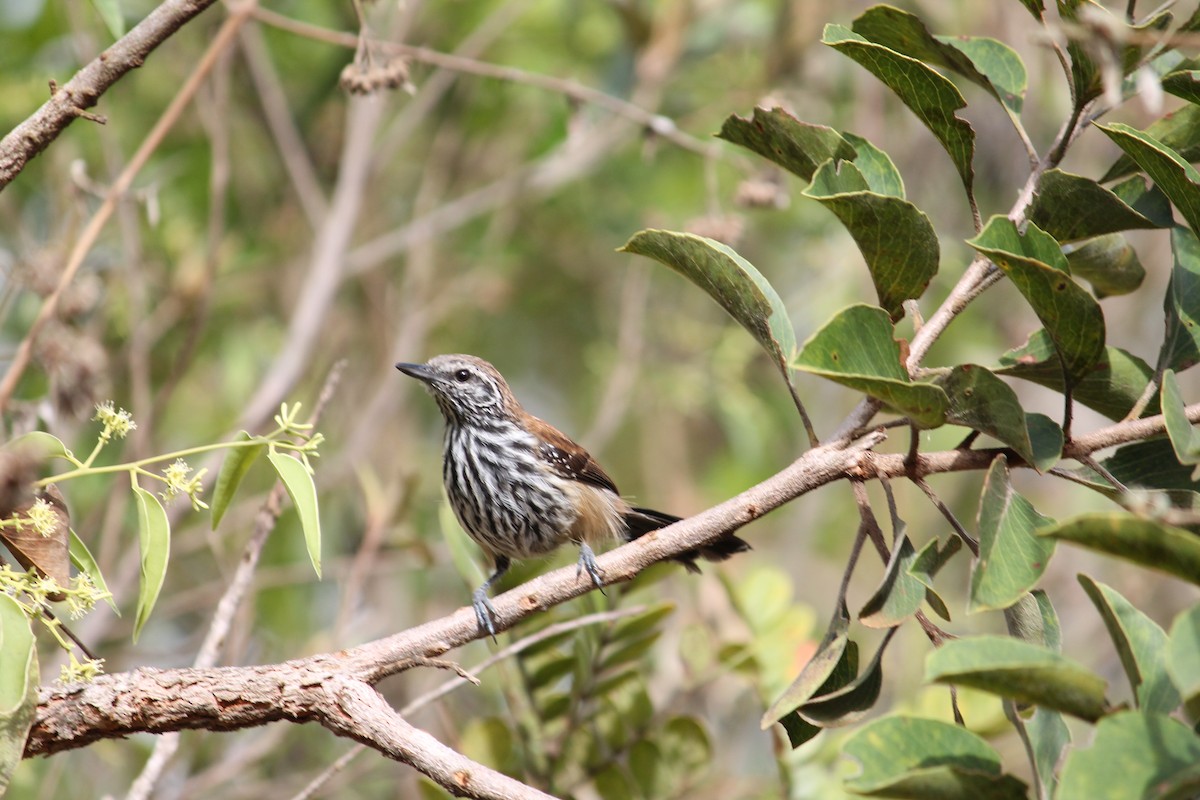 Ржавчатый муравьелов - ML645317962