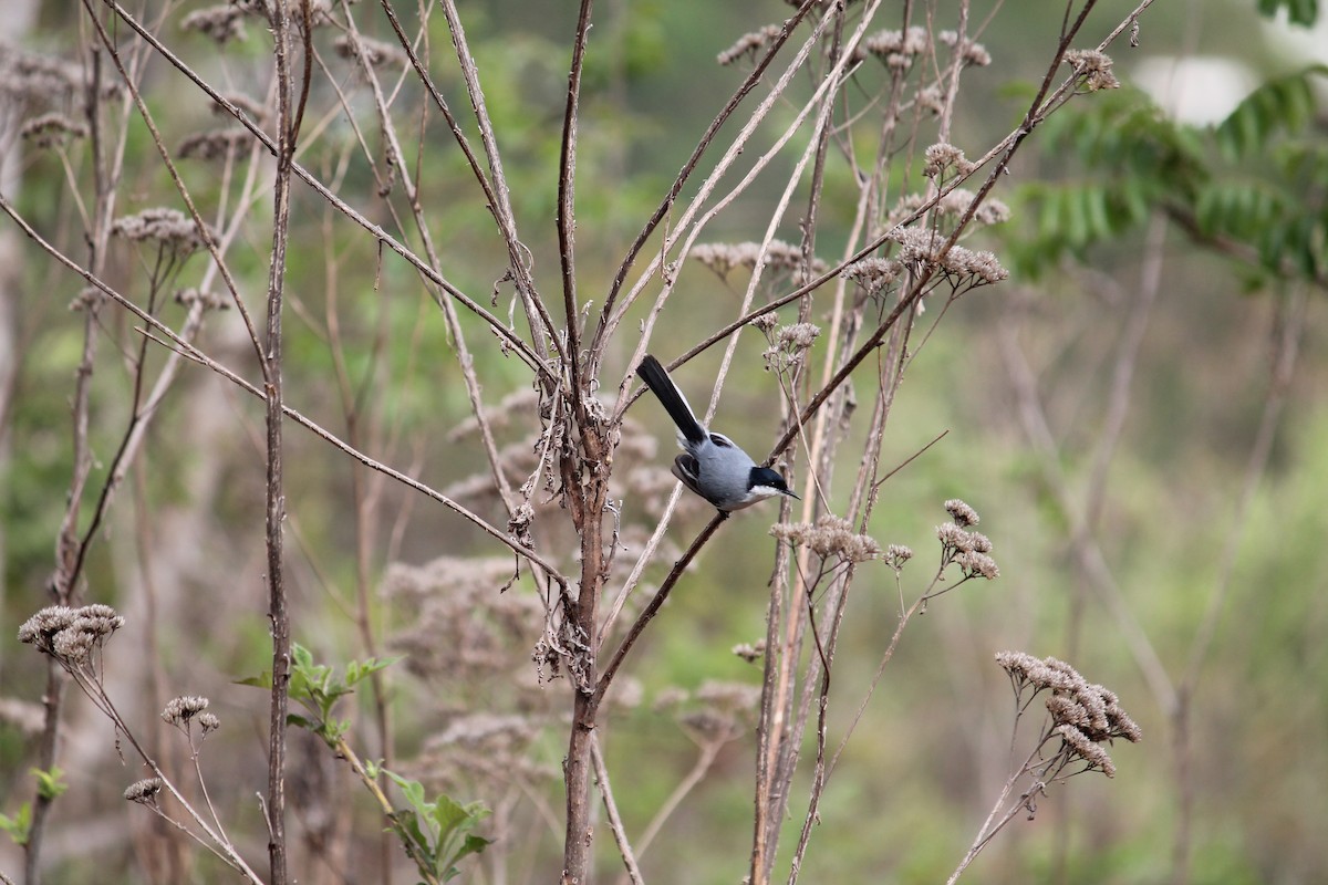 Tropikal Bitkuşu - ML645317969