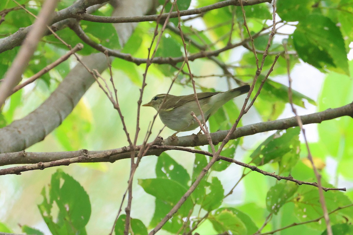 Kamchatka Leaf Warbler - ML645317974