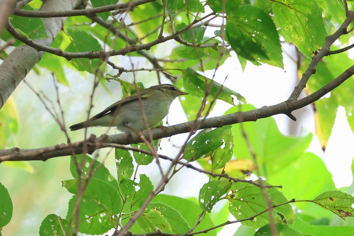 Kamchatka Leaf Warbler - ML645317975