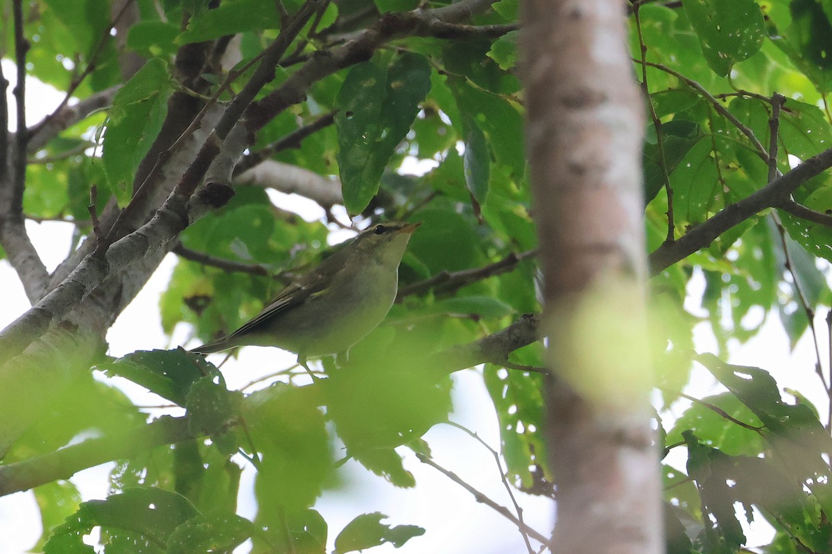 Kamchatka Leaf Warbler - ML645317976