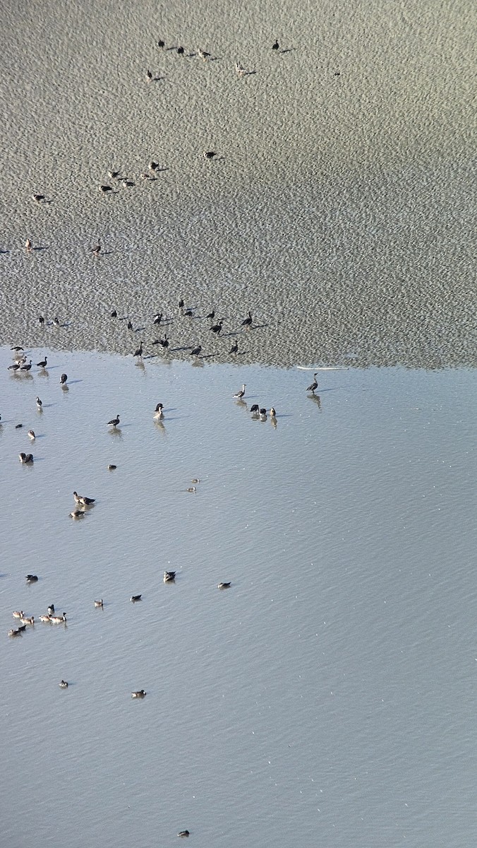 Ánsar Cisnal - ML645317999