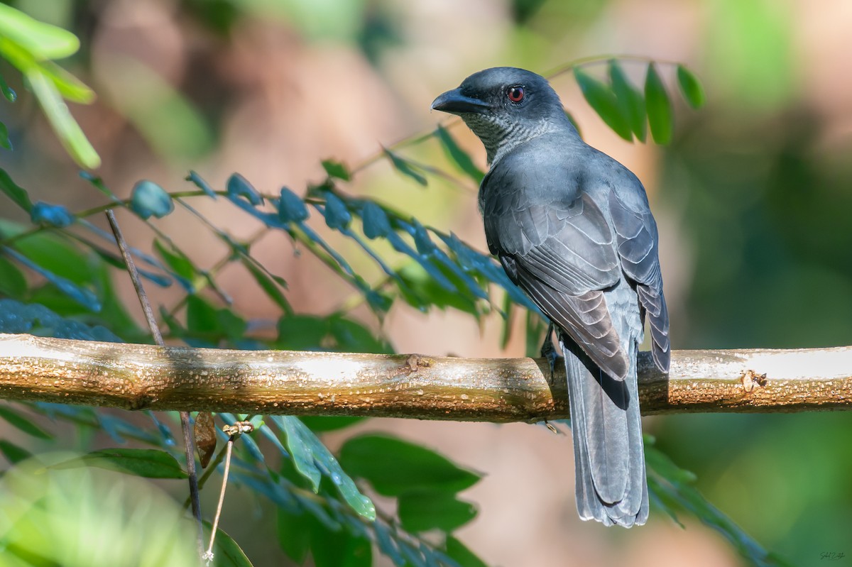 Andaman Cuckooshrike - ML645318004