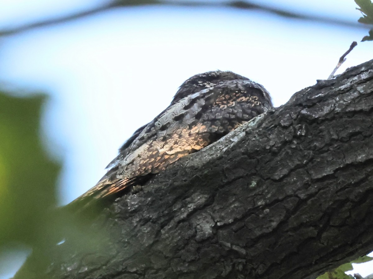 Gray Nightjar - ML645318007