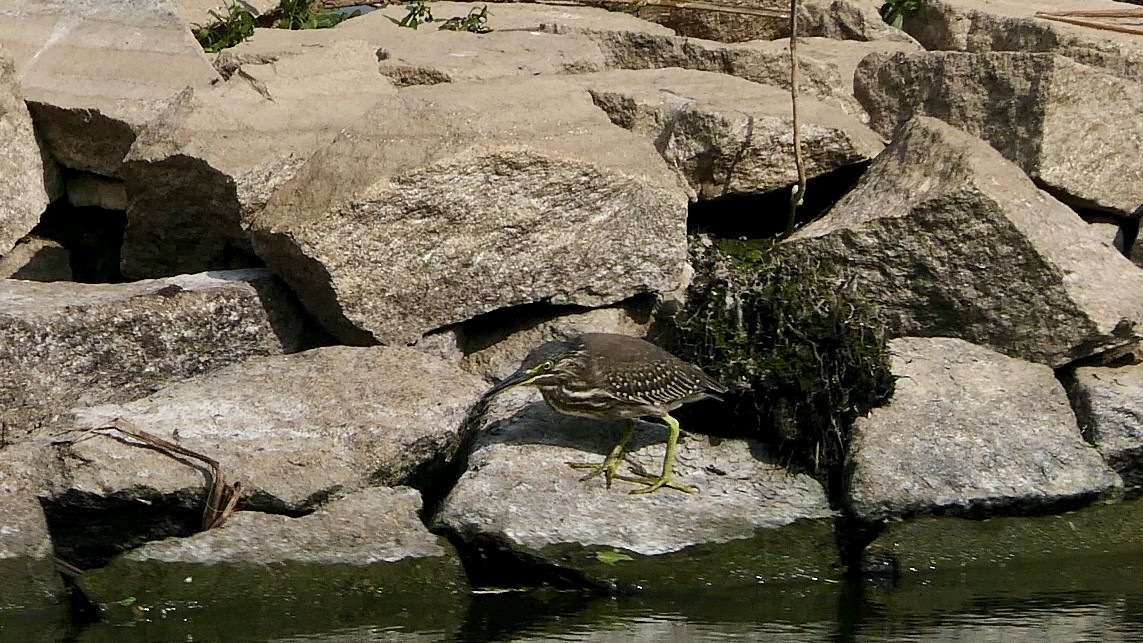 Little Heron - ML645318026