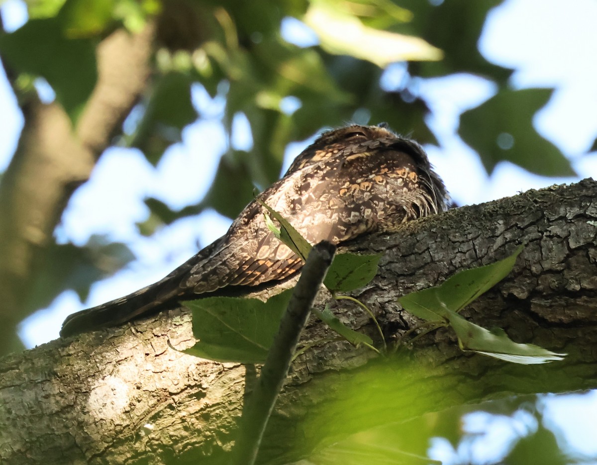 Gray Nightjar - ML645318027