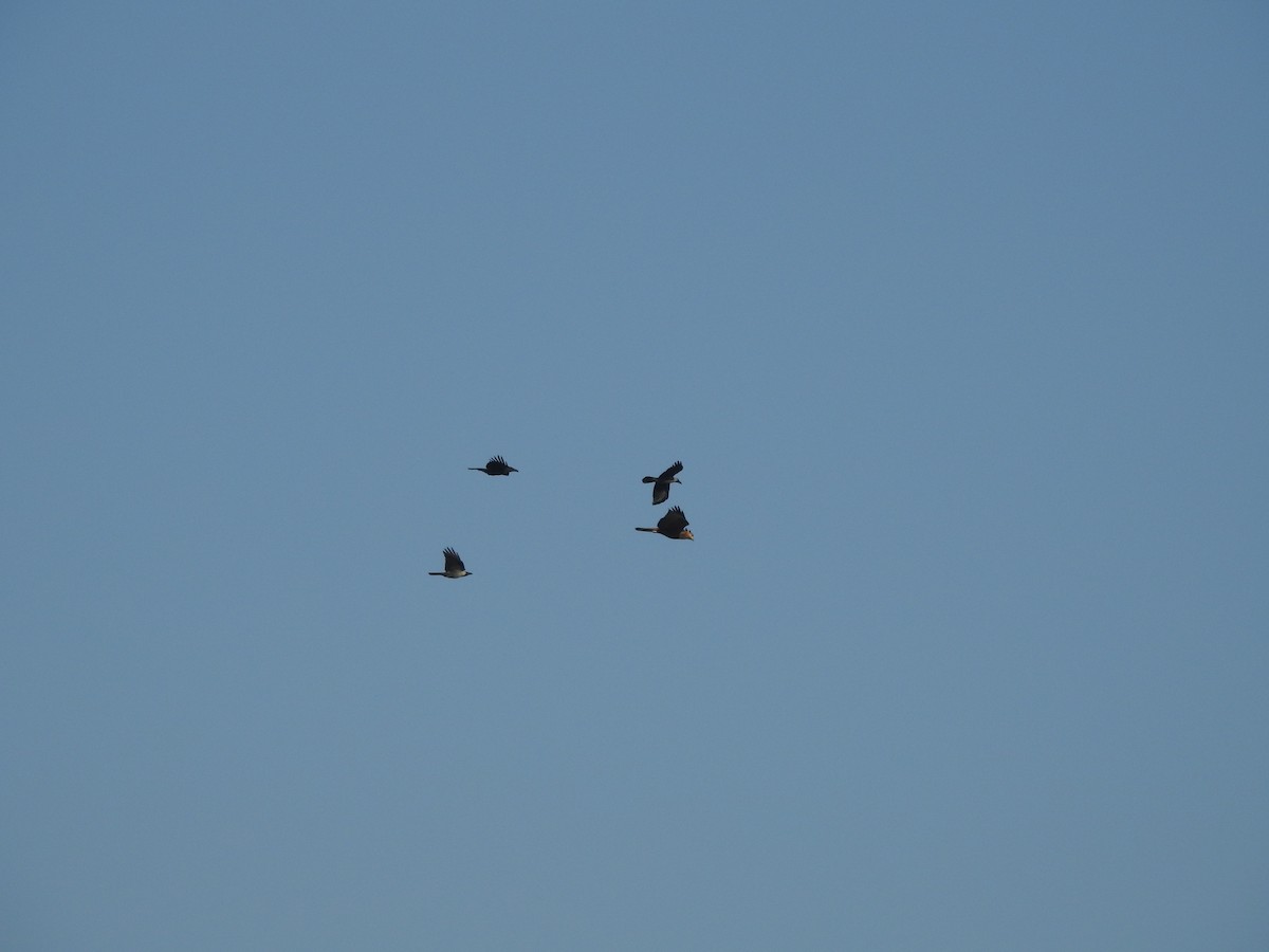 Long-legged Buzzard - ML645318031