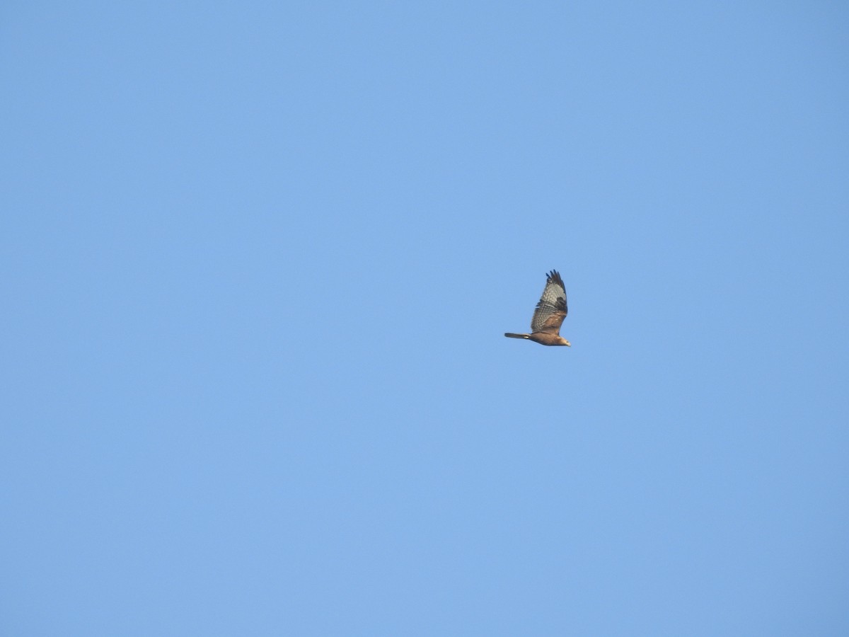 Long-legged Buzzard - ML645318035