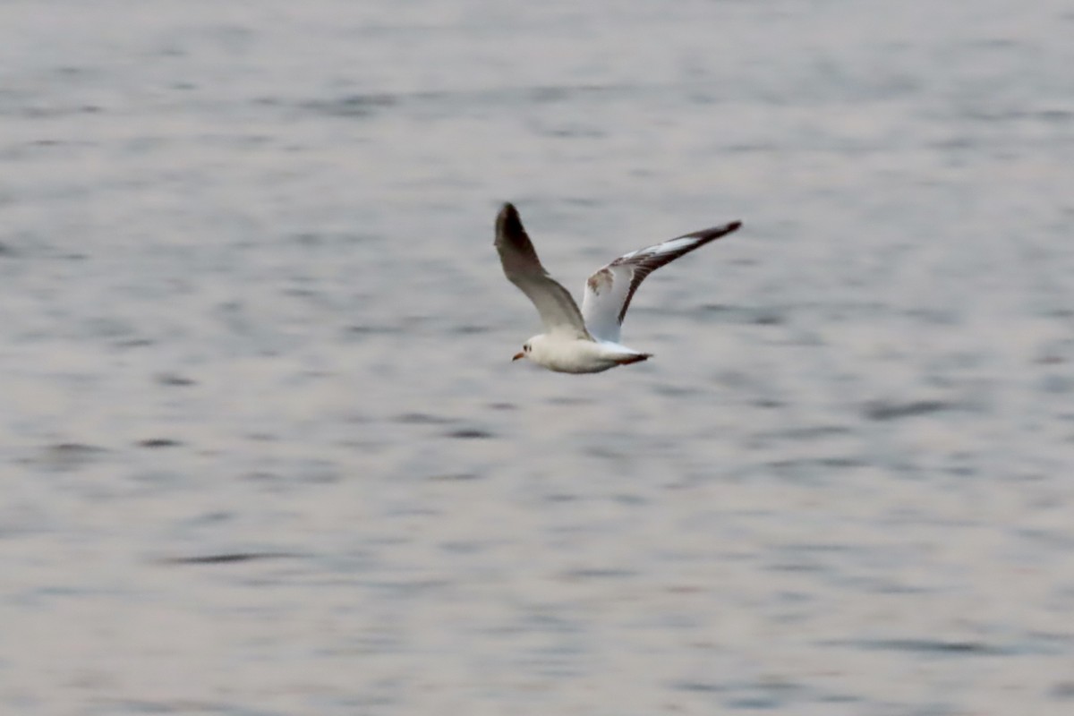 Black-headed Gull - ML645318041