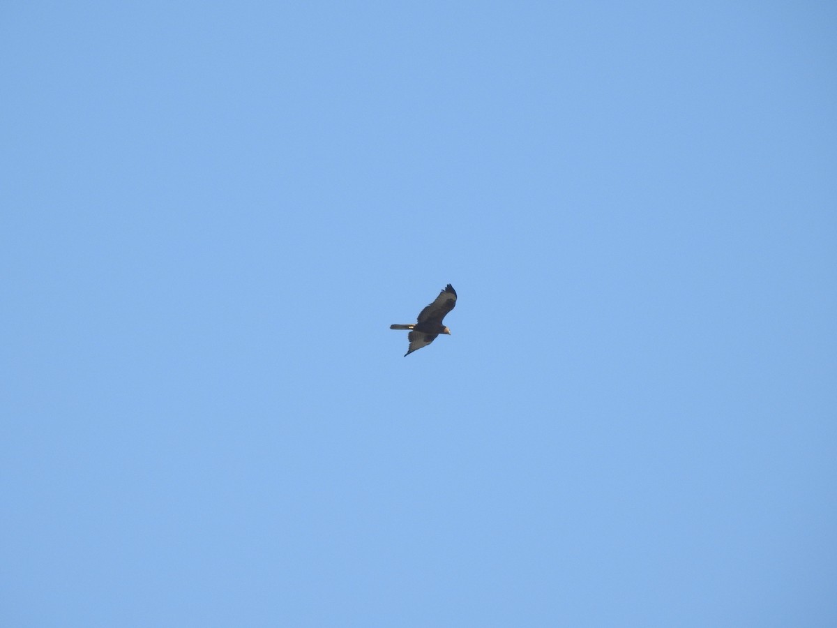 Long-legged Buzzard - ML645318042