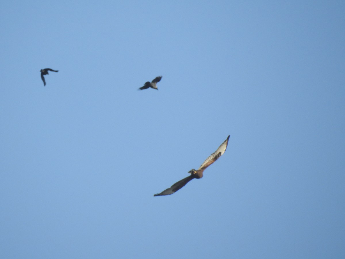 Long-legged Buzzard - ML645318052