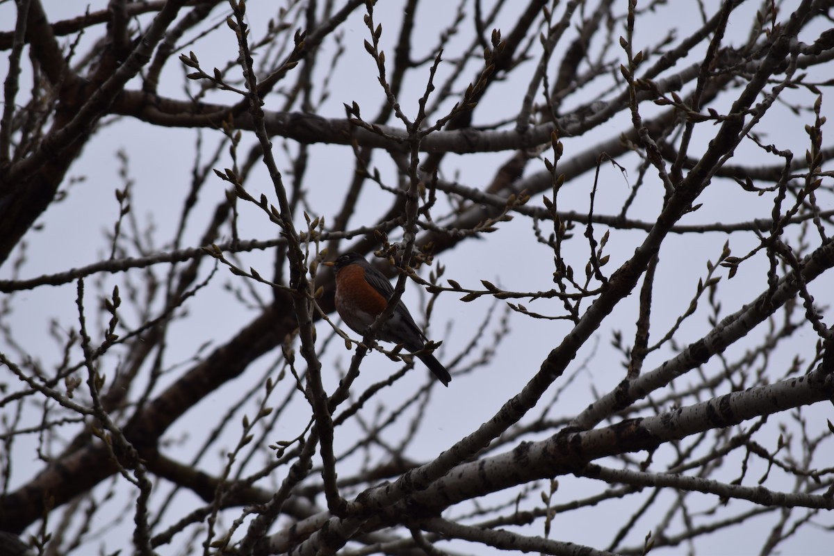 コマツグミ - ML645318058