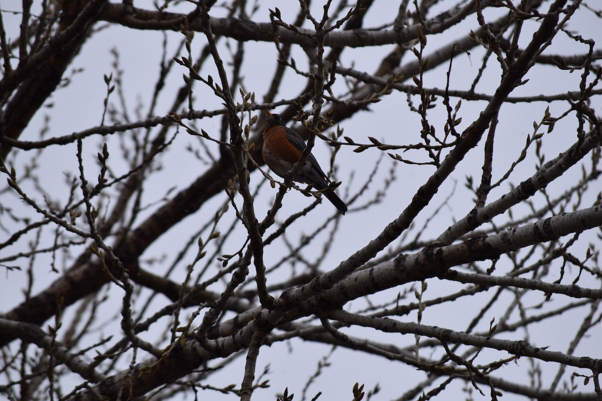 コマツグミ - ML645318059