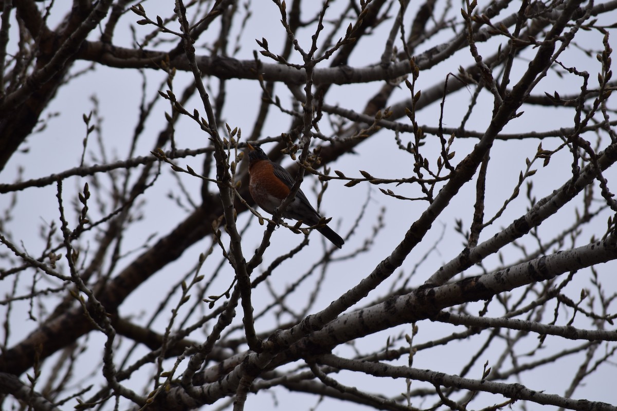 コマツグミ - ML645318060