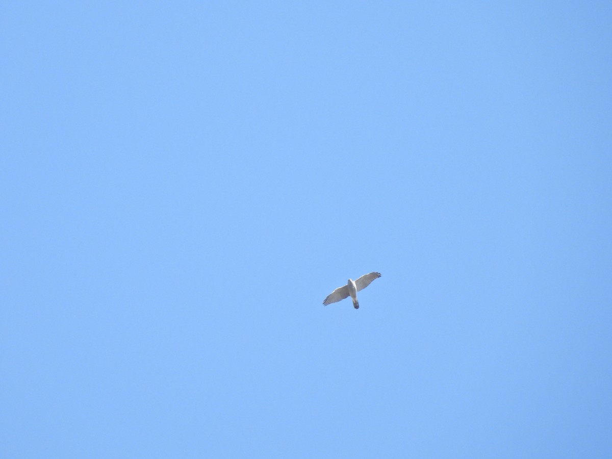 Eurasian Goshawk - ML645318061