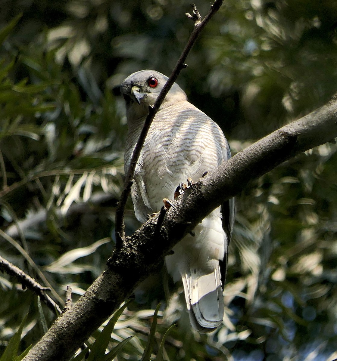 Shikra - ML645318067