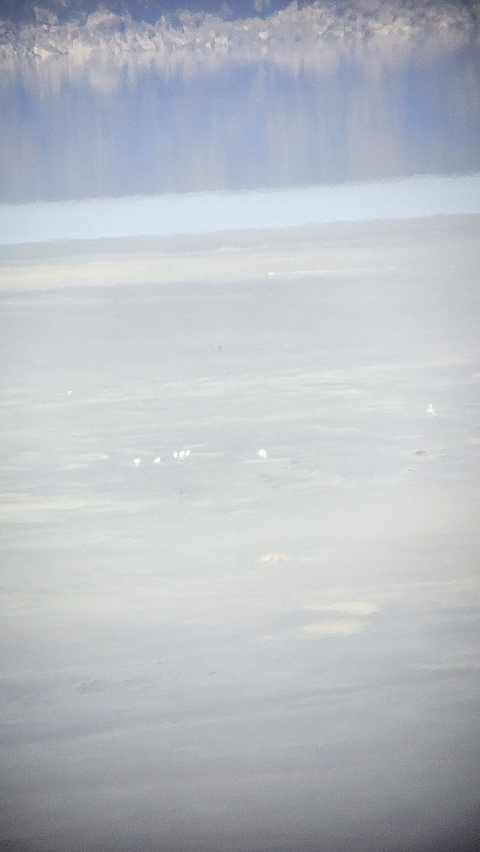 Mandschurenkranich - ML645318081