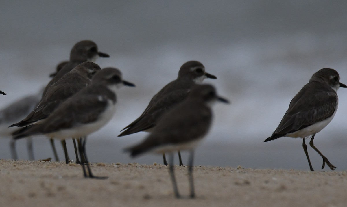 Tibetan Sand-Plover - ML645318084