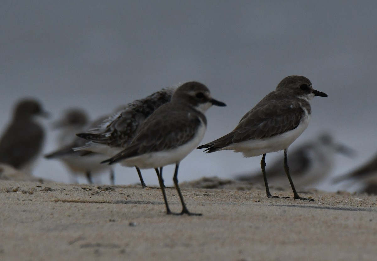 Tibetan Sand-Plover - ML645318085